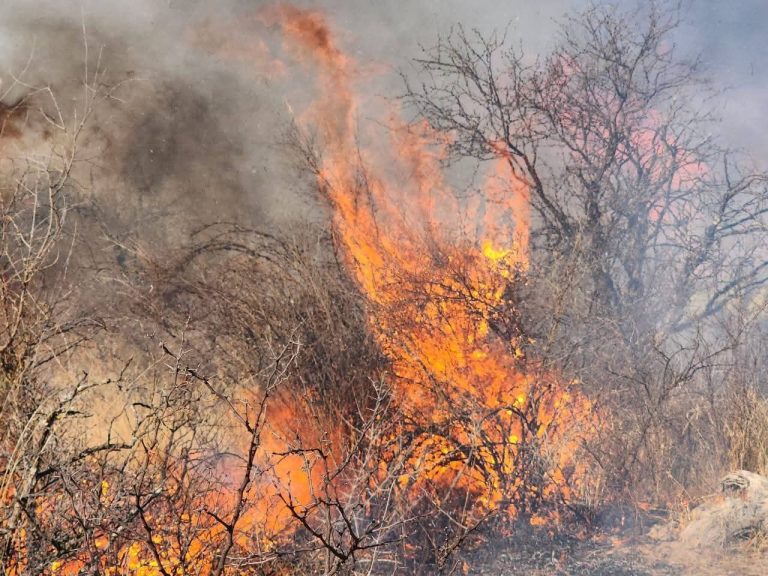 Incendio consume 1,500 ha