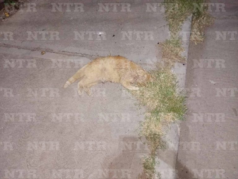 Abandonan en baldío animales muertos