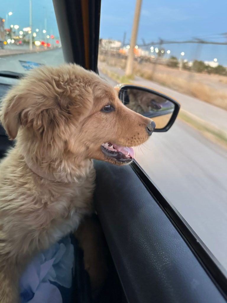 Rescatan y resguardan a perro en El Mineral