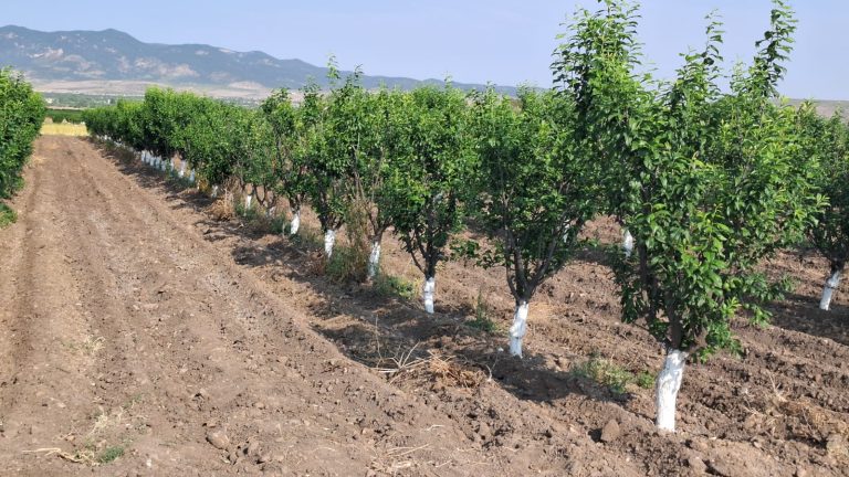 Esperan cosechas estándar de durazno y ciruela