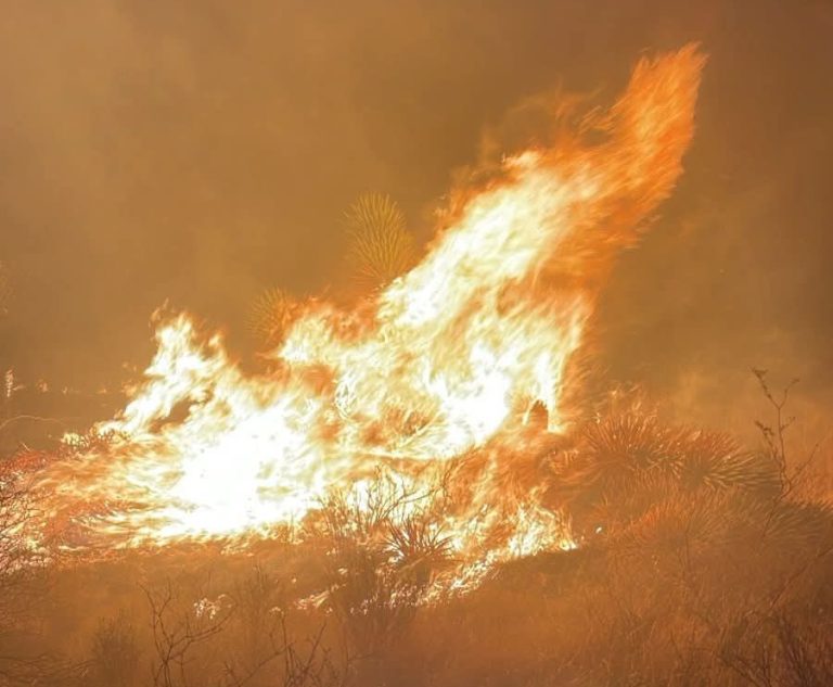 Fuego devasta cerca de 735 hectáreas en Efigenia
