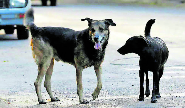 Piden denunciar envenenamiento de perros