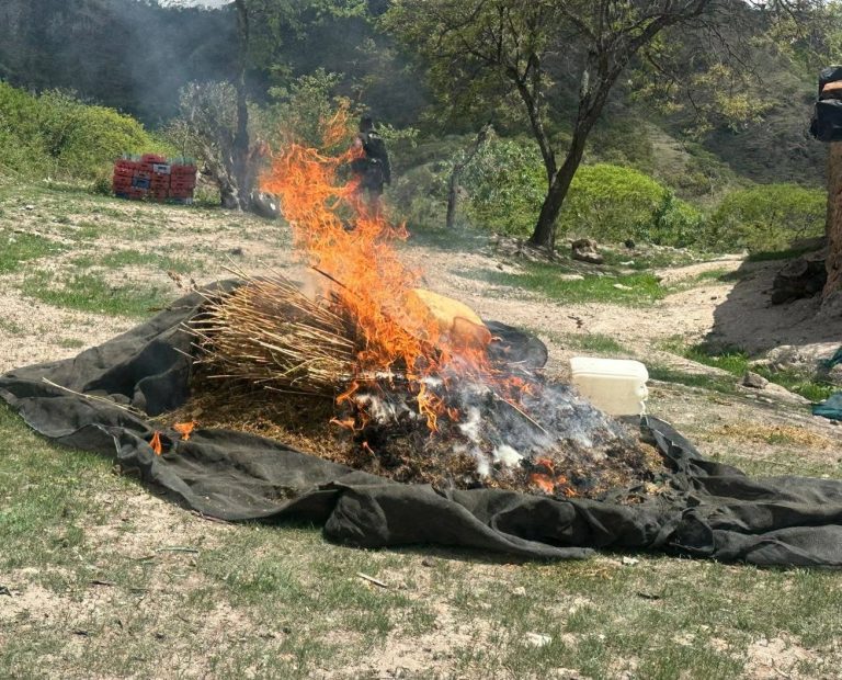 Aseguran vehículos y destruyen droga en Florencia de Benito Juárez