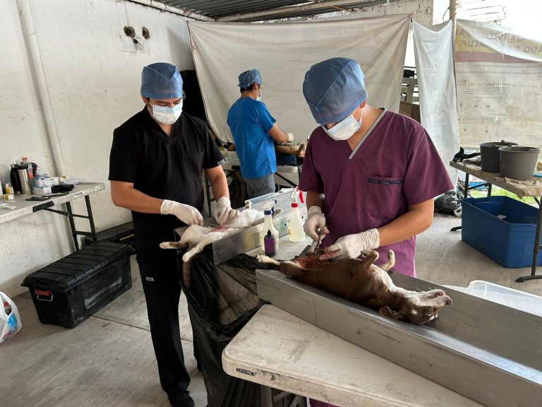 Esterilizados, 6 mil perros y gatos