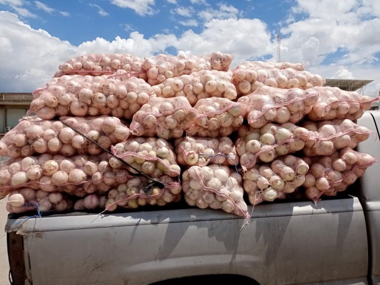 Pierden 100 mdp en producción de cebolla y tomatillo