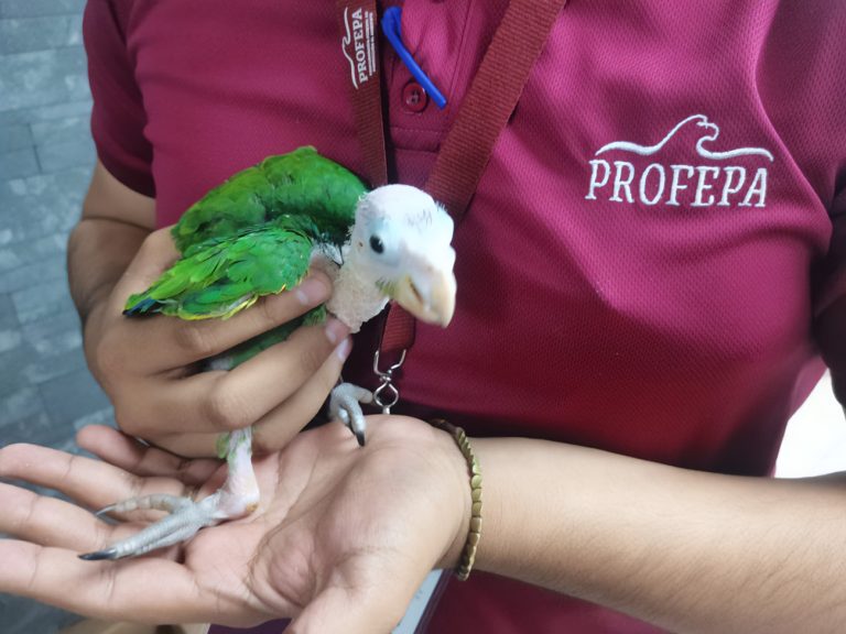Rescata Profepa a 5 pericos y detiene a dos personas