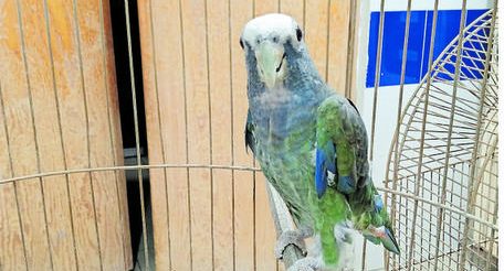 Denuncias en redes alertan a traficantes de animales