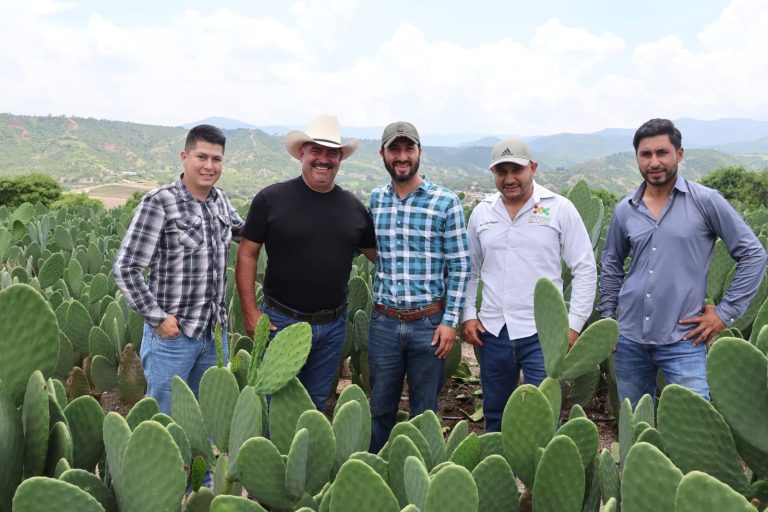 Michoacán busca producir nopal de Jalpa