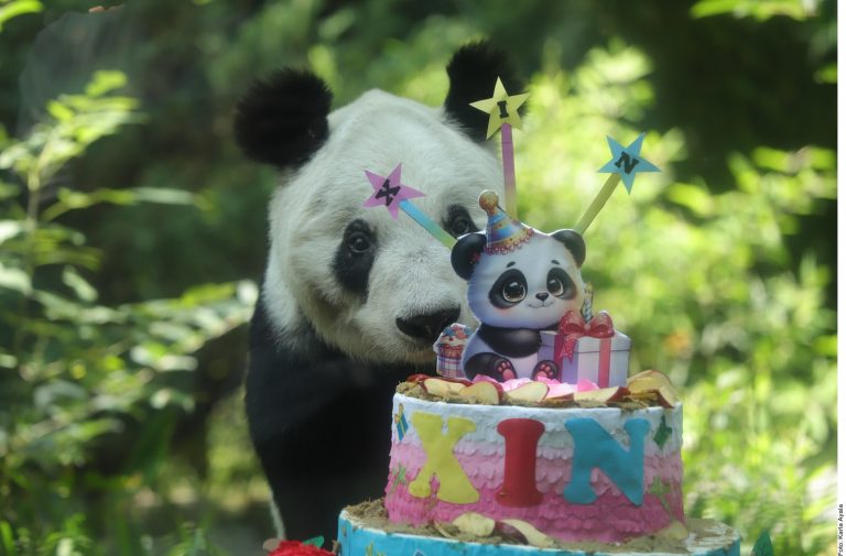 Se reúnen cientos para festejar a la panda ‘Xin Xin’