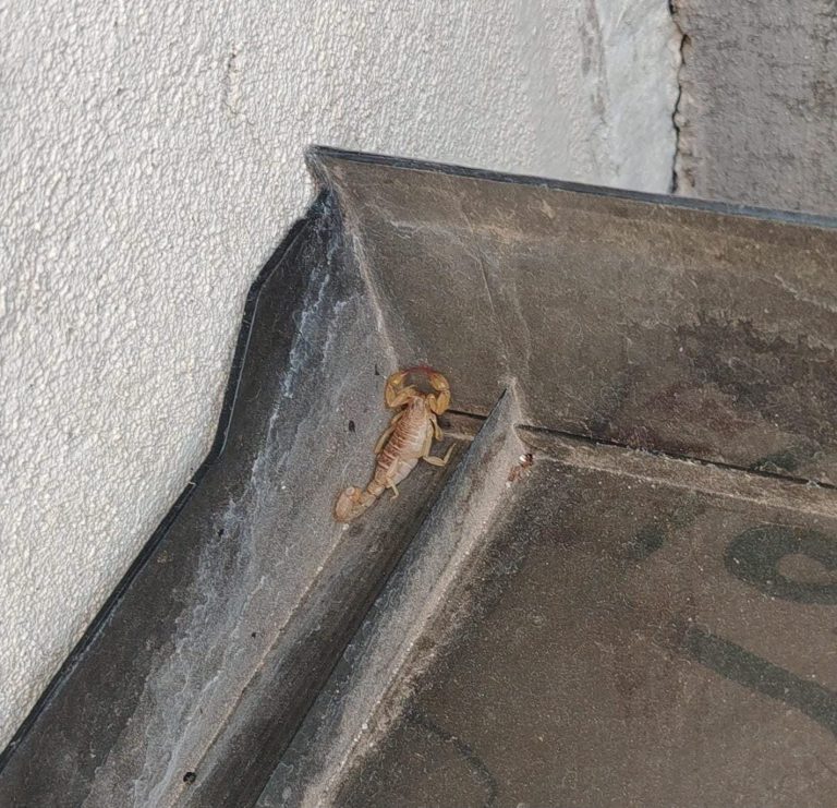 Reportan presencia de alacranes en privada Lomas del Mineral