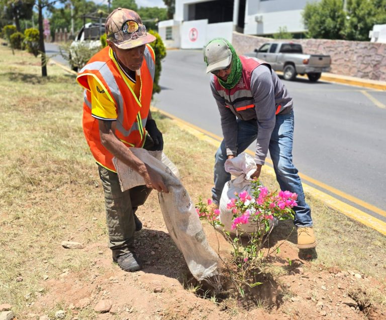 Inicia reforestación de la Calzada Solidaridad