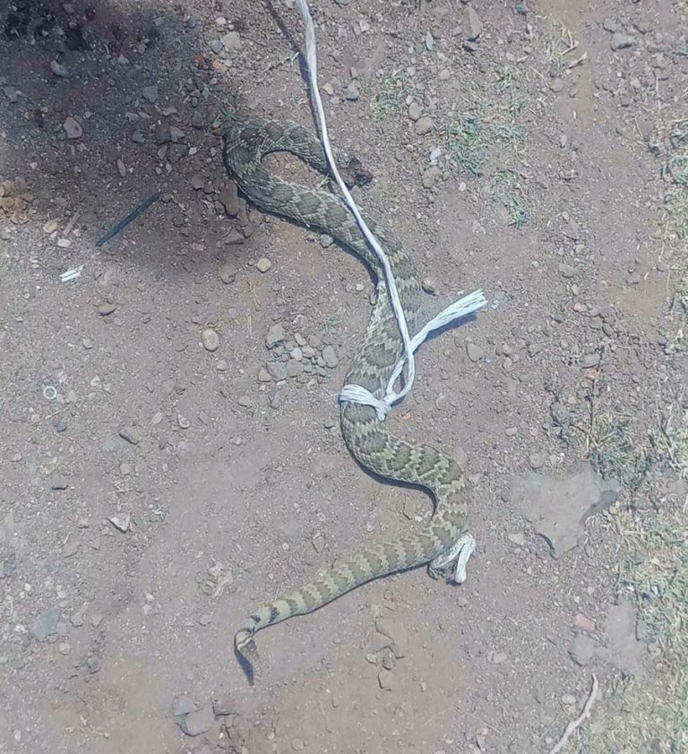 Aparecen víboras de cascabel en viviendas de Fresnillo