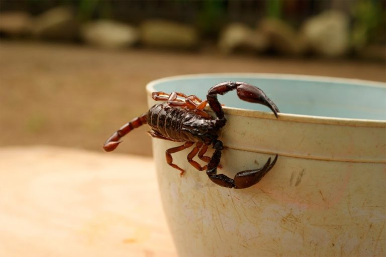 Proliferan los alacranes ante falta de fumigaciones