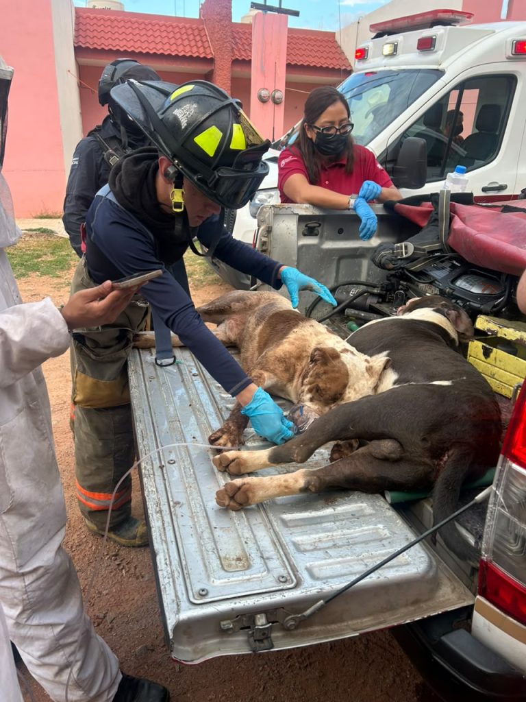 Atacan abejas a cinco personas en San Jerónimo