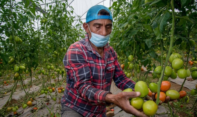 Bajos precios golpean a los horticultores