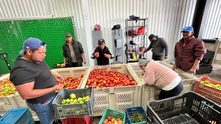 Disminuye 35% captación de productos agrícolas