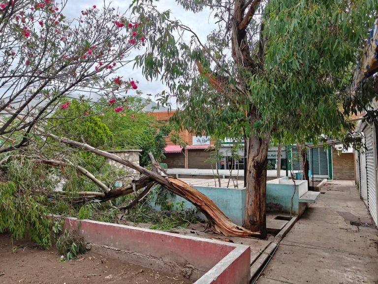 Fuertes vientos derriban árbol