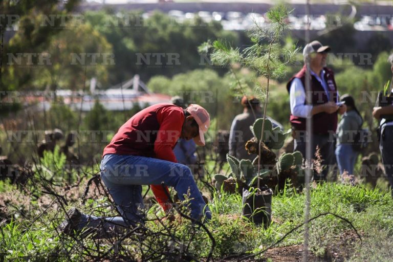 Se suma Zacatecas a Jornada Nacional de Reforestación