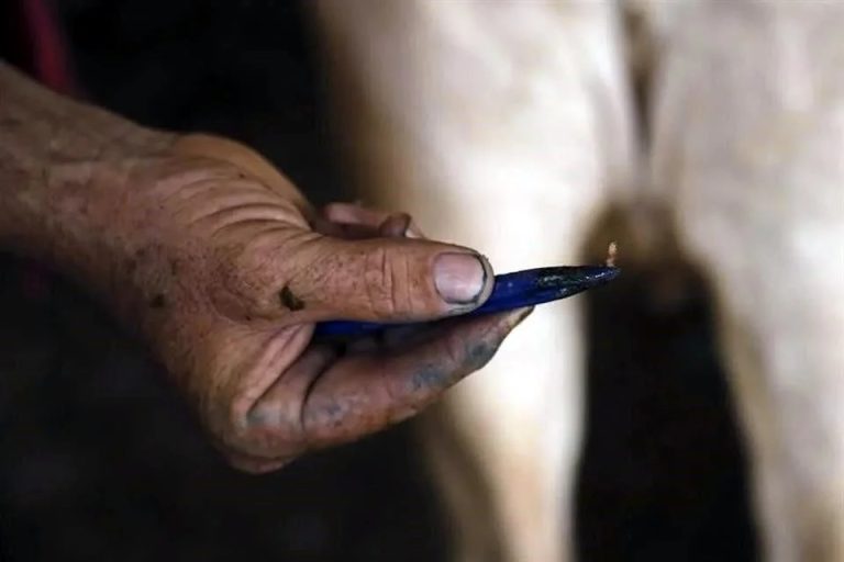 Concentra Pinos mayoría de casos de gusano barrenador en humanos