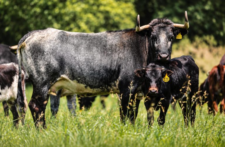 El Senado aprueba Ley de Bienestar Animal