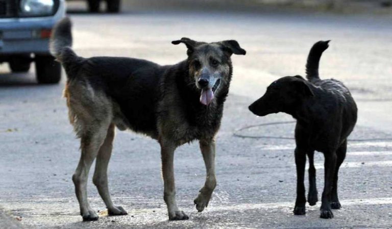 Refuerzan vigilancia en perros callejeros por barrenador