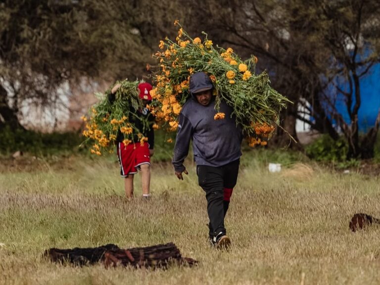 Impulsan producción de cempasúchil en comunidades de Guadalupe