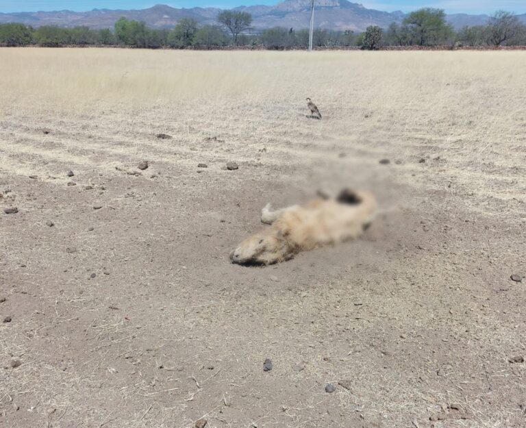 Jaurías de perro matan a ganado en Jerez
