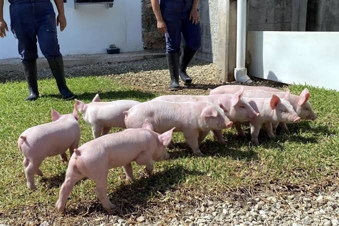 Parte primer embarque porcino de México a Filipinas